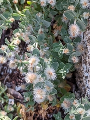 Galium grayanum nanum