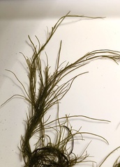 Chordaria flagelliformis