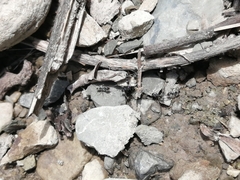 Dorymyrmex antillanus