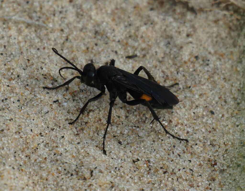 Lophopompilus bengtssoni