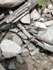 Dorymyrmex antillanus