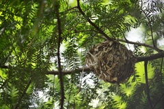 Vireonidae