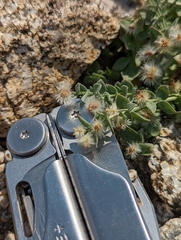 Galium grayanum nanum