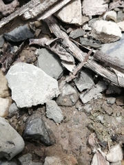 Dorymyrmex antillanus