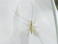 Oecanthus longicauda