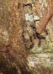 Crematogaster castanea