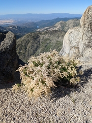 Holodiscus discolor microphyllus