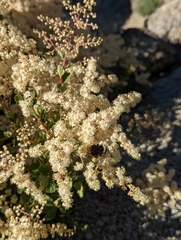 Holodiscus discolor microphyllus