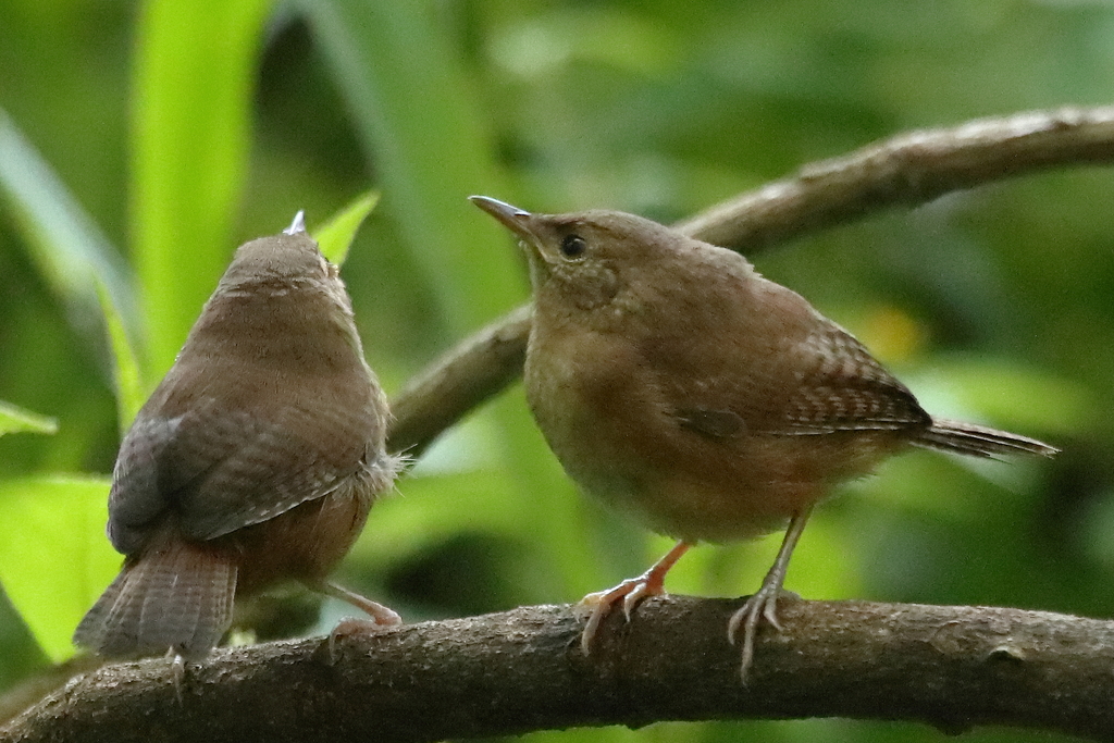 house-wren-from-jrr6-523-los-planes-de-renderos-el-salvador-on-july