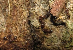 Crematogaster castanea
