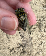 Diceroprocta vitripennis