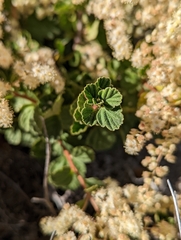 Holodiscus discolor microphyllus