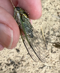 Diceroprocta vitripennis