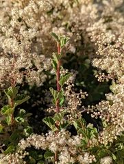 Holodiscus discolor microphyllus