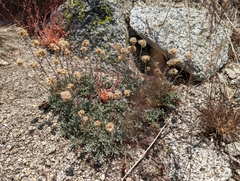 Antennaria rosea confinis
