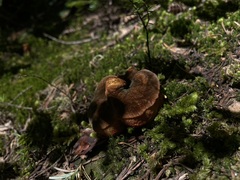 Gastroboletus