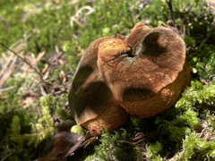 Gastroboletus