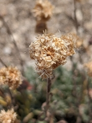 Antennaria rosea confinis