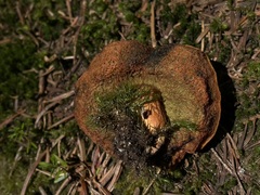 Gastroboletus