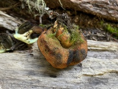 Gastroboletus