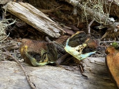 Gastroboletus