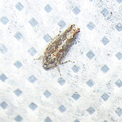 Dixianus utahnus