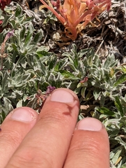 Antennaria rosea confinis