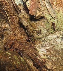 Crematogaster castanea