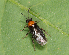 Atomacera debilis