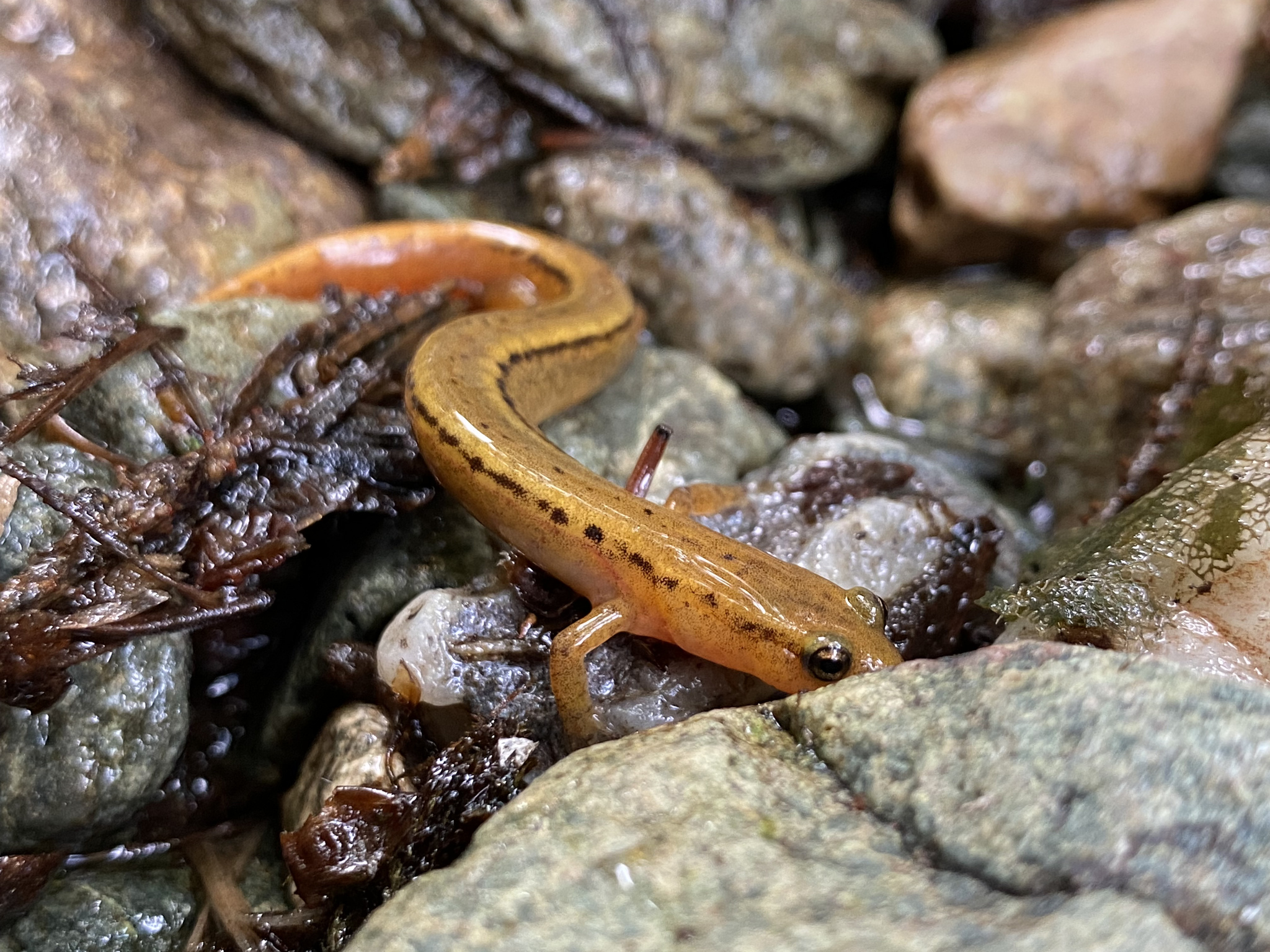 Northern Two-lined Salamander  State of New Hampshire Fish and Game