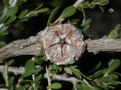 Leptospermum spinescens