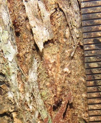 Crematogaster castanea