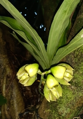 Catasetum integerrimum