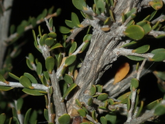 Leptospermum spinescens