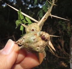 Cephalotelium
