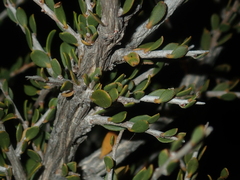 Leptospermum spinescens