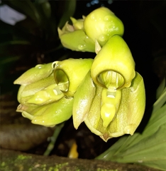 Catasetum integerrimum