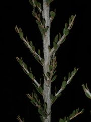 Leptospermum spinescens