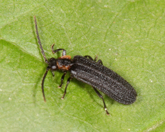 Eropterus