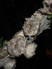 Leptospermum spinescens