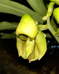 Catasetum integerrimum