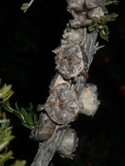 Leptospermum spinescens