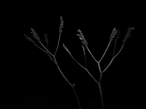 Image of Macropidia fuliginosa by (c) Thomas Mesaglio, some rights reserved (CC BY)