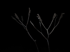 Macropidia fuliginosa