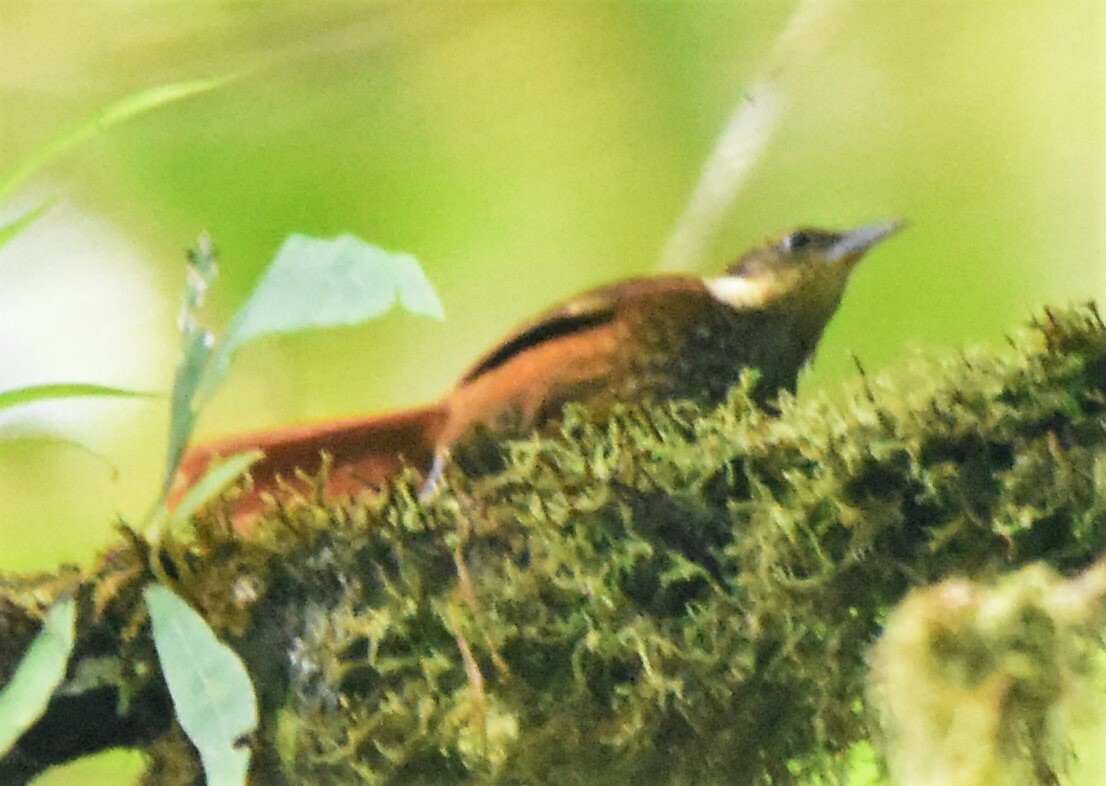 Pacific Tuftedcheek (Pseudocolaptes johnsoni), photo 2