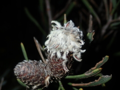 Petrophile linearis
