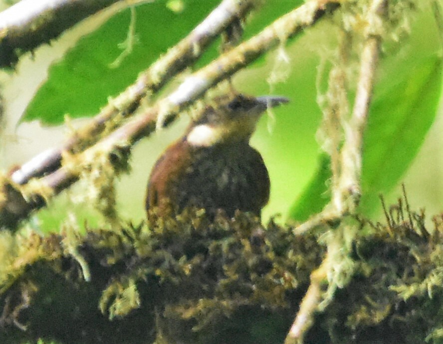 Pacific Tuftedcheek (Pseudocolaptes johnsoni), photo 3