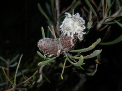 Petrophile linearis