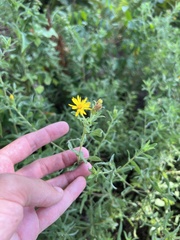 Heterotheca camporum