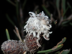 Petrophile linearis